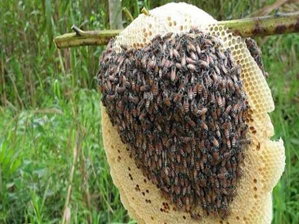 Chiêm bao thấy tổ ong thì sẽ có ý nghĩa như thế nào?