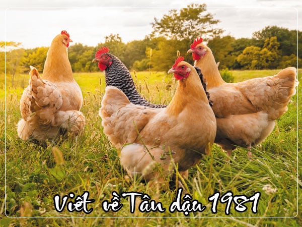 Tuổi Tân Dậu 1981 hợp với số nào để gặp nhiều may mắn?