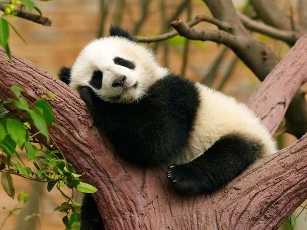Ngủ mơ thấy gấu trúc báo mộng điềm dữ hay lành?