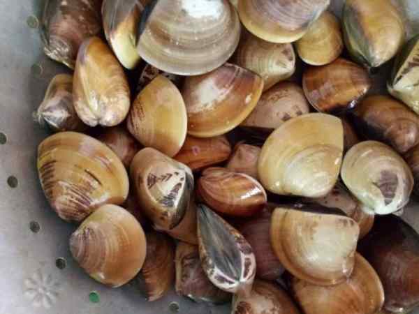 Mơ thấy con ngao chết hoặc vỏ rỗng
