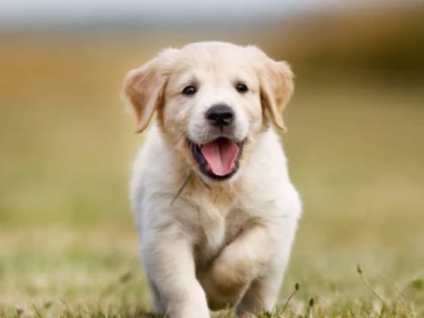 Con số phát tài tuổi Tuất ngày 17/7/2025 hôm nay
