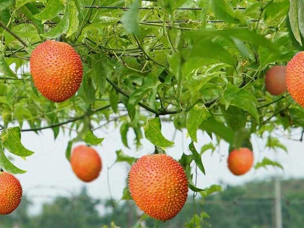 Ngủ mơ thấy quả gấc có ý nghĩa gì tốt hay xấu?