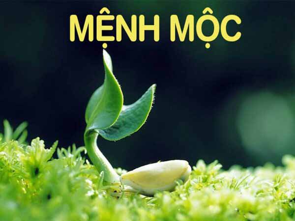 Người mệnh Mộc nên chốt lô tô số gì theo lô câm và lô kép ngày 26/7/2025 thứ 7