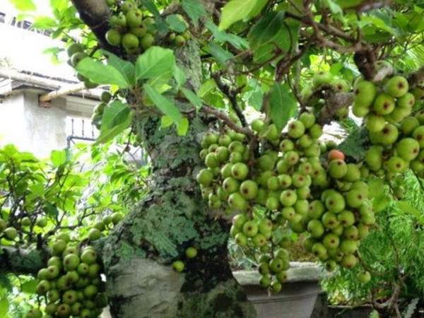 Mơ thấy cây sung báo điềm gì: Tài lộc hay xui xẻo?