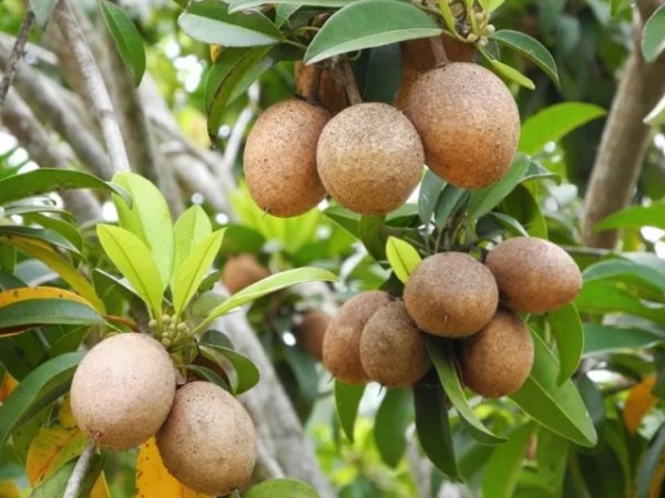 Nằm mơ thấy quả hồng xiêm có điềm gì, đen hay đỏ?