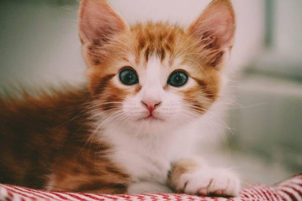 Luận giải ý nghĩa con số phát tài tuổi Ất Mão 17/9/2025 ra sao?