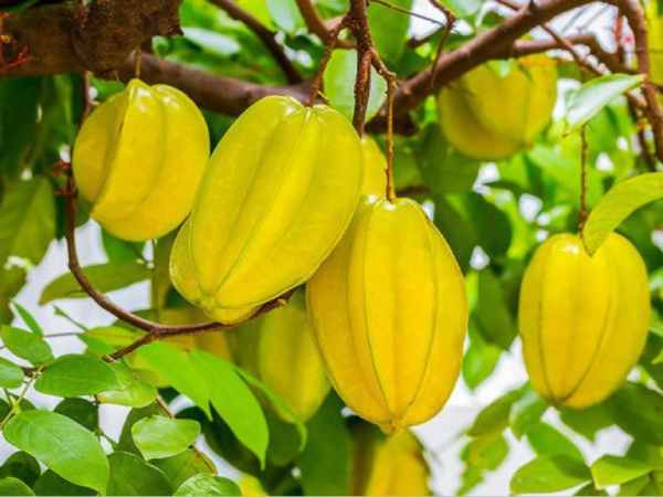 Chiêm bao thấy cây khế sai trĩu quả
