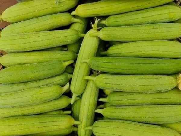 Chiêm bao thấy quả mướp xanh non