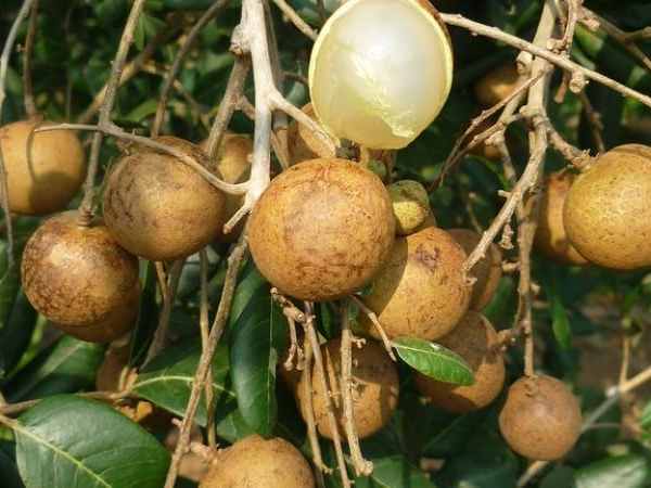 Mộng mị thấy mình ăn quả nhãn chín mọng