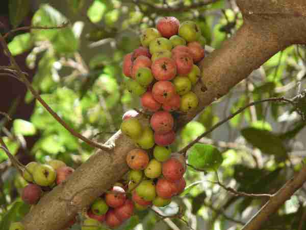 Chiêm bao thấy quả sung chín mọng trên cây