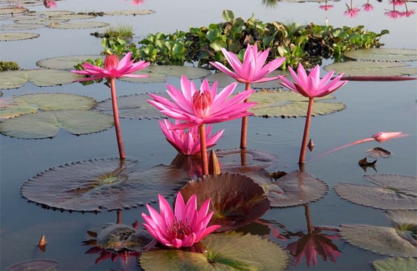 Mộng thấy nhiều hoa súng trong ao hồ