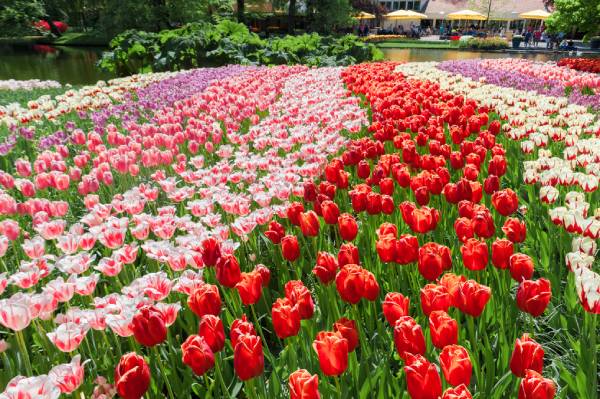 Luận giải mơ thấy hoa tulip: Báo hiệu điều gì sắp tới?