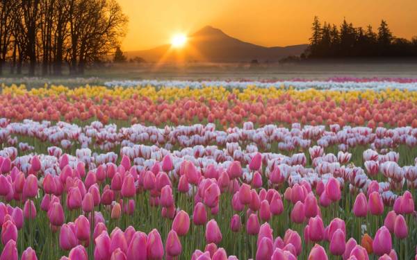 Chiêm bao thấy hái hoa tulip