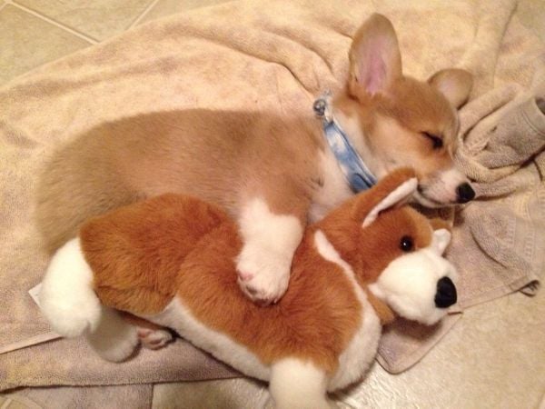 Giải mã ý nghĩa chung giấc mơ thấy chó đuổi theo
