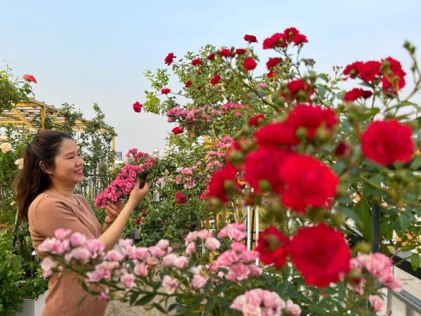Phân tích ý nghĩa giấc mơ thấy hái hoa theo góc nhìn phong thủy