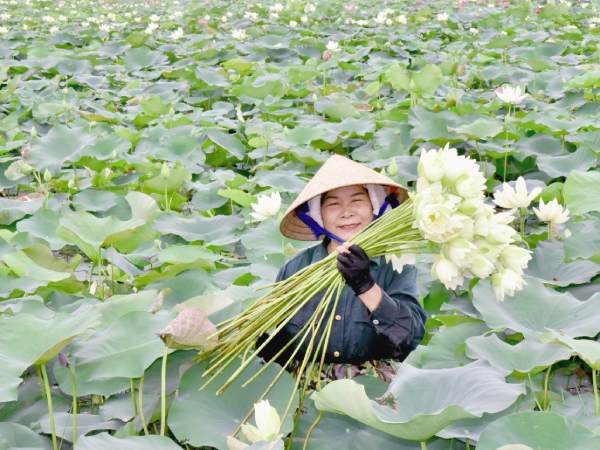 Mơ thấy hái hoa sen
