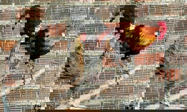 Chuyên gia luận nằm mơ thấy gà rừng là điềm gì chính xác