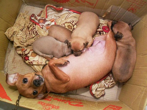 Nằm mơ thấy chó đẻ là điềm gì, có phải điềm gở?