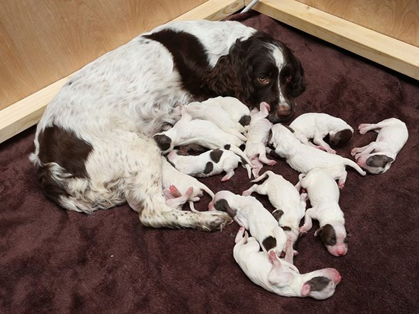 Nằm mơ thấy chó đẻ là điềm gì, có phải điềm gở?