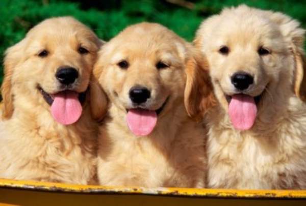 Nằm mơ thấy 3 con chó hên hay xui, báo trước điều gì?