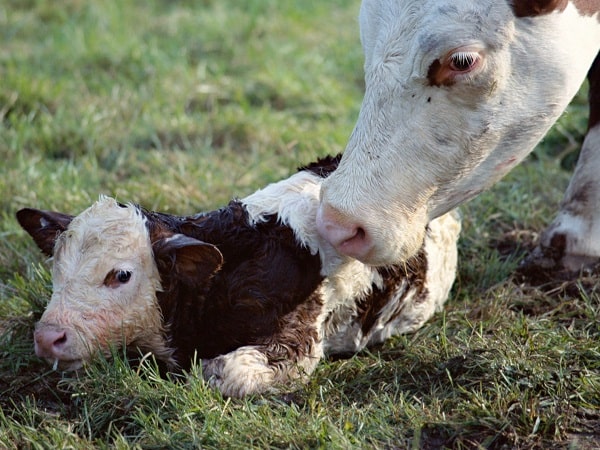 Giải mã nằm mơ thấy bò đẻ là điềm gì, số mấy may mắn?