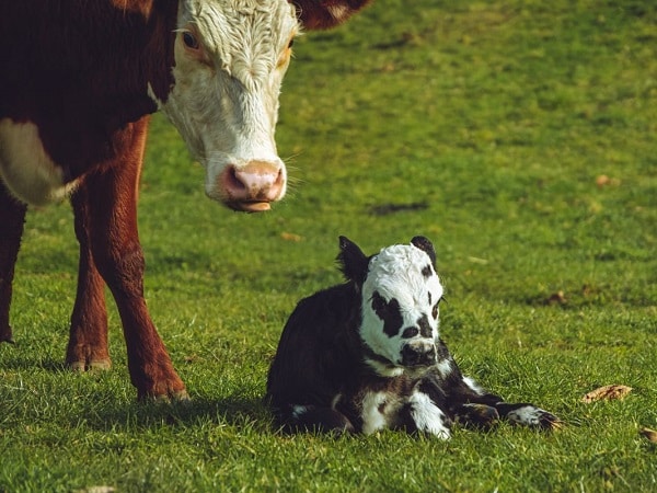 Giải mã nằm mơ thấy bò đẻ đánh con gì, số mấy may mắn?