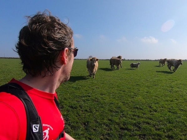 Giải mã nằm mơ thấy bò đuổi đánh con gì, số mấy may mắn?