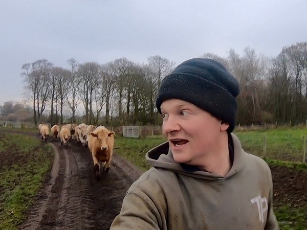 Lý giải nằm mơ thấy bò đuổi là điềm gì, số gì vượng phát?