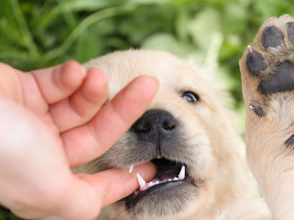 Nằm mơ thấy chó cắn tay là điềm gì trong cuộc sống