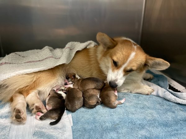 Giải mã nằm mơ thấy nhiều chó con đánh con gì, số mấy may mắn?