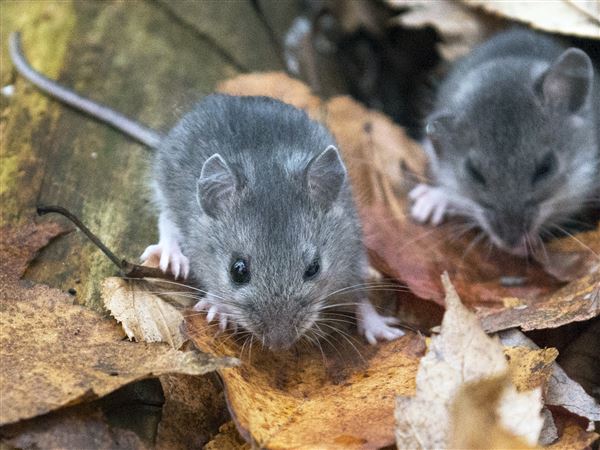 Hé lộ nằm mơ thấy nhiều chuột là điềm gì, số mấy may mắn?
