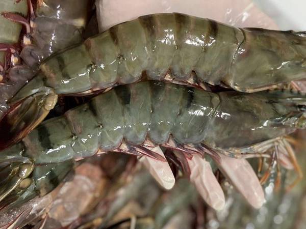 Chiêm bao thấy nhiều tôm to