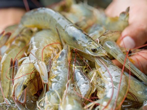 Luận giải ý nghĩa giấc mơ thấy nhiều tôm là điềm gì?