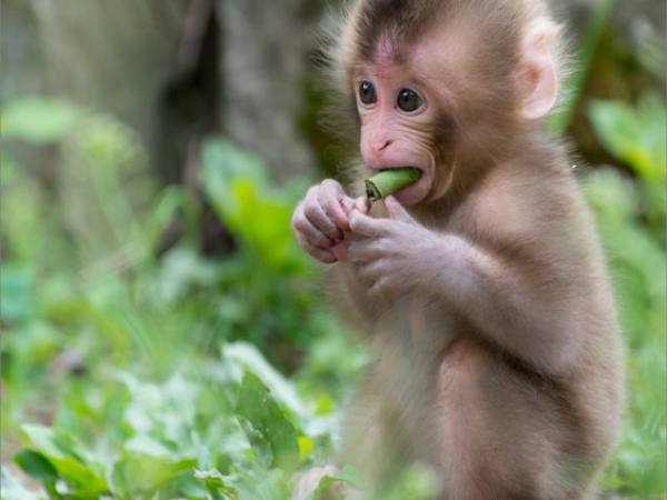 Con khỉ nhỏ số mấy? Con khỉ số mấy để tăng may mắn, thịnh vượng trong cuộc sống