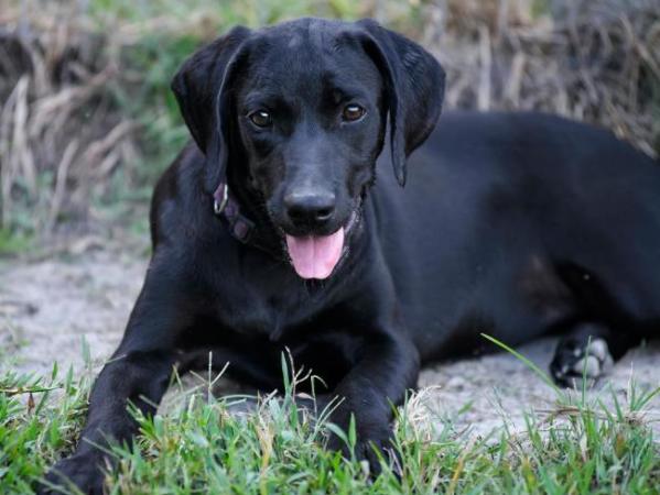 Chó đen số mấy, con chó đen là số mấy