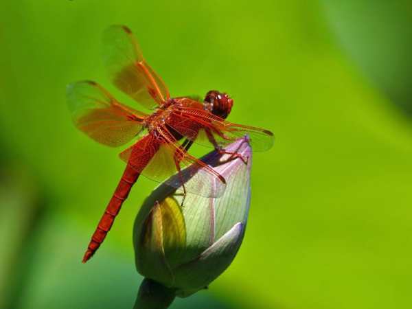 Chuồn chuồn trong phong thủy