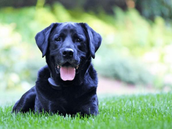 Chó đen có ý nghĩa gì trong tâm linh
