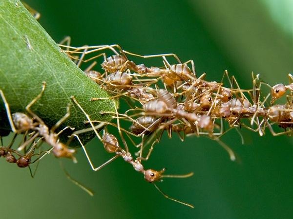 Nằm mơ thấy kiến vàng có số mấy có điềm báo gì