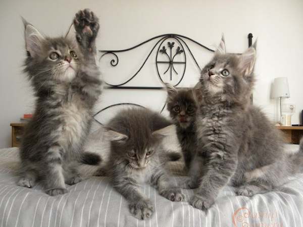 Nằm mơ thấy nhiều mèo đuổi theo mình