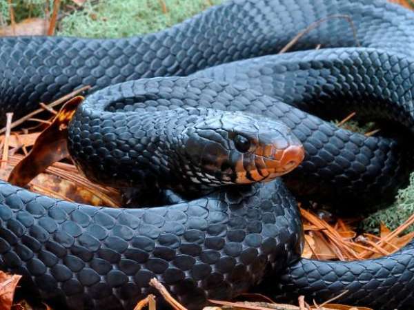 rắn nhỏ số mấy