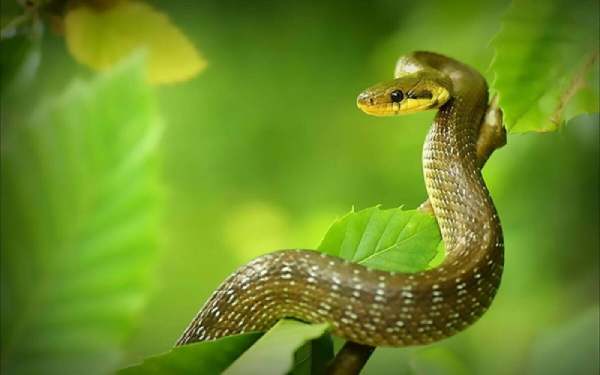 Bật mí con số may mắn ngày 20/3/2026 tuổi Tỵ hút tài lộc