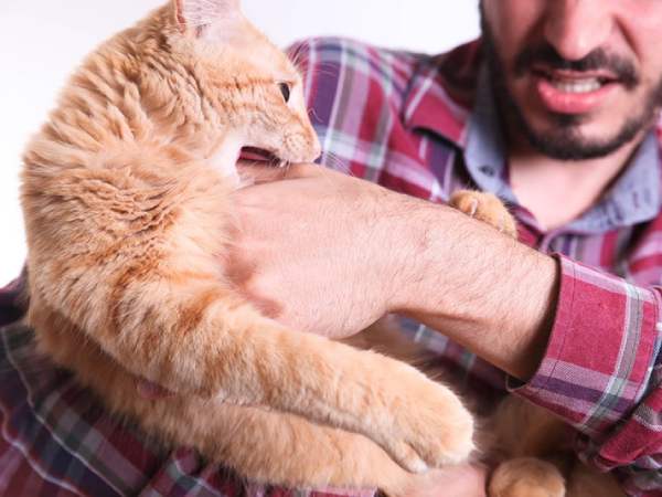 mơ thấy bị mèo cắn