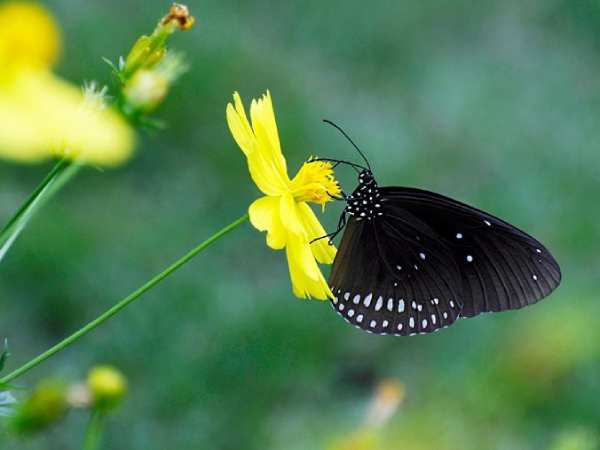 Con bướm đen số mấy theo góc nhìn xổ số ba miền