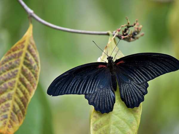 Con bướm đen có ý nghĩa gì trong phong thủy