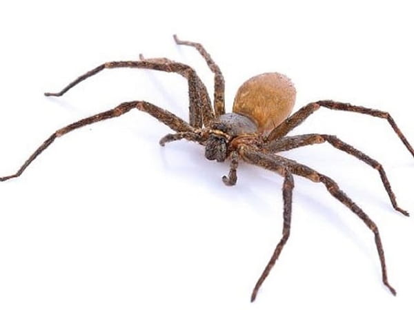 Giải mã giấc mơ thấy con nhện