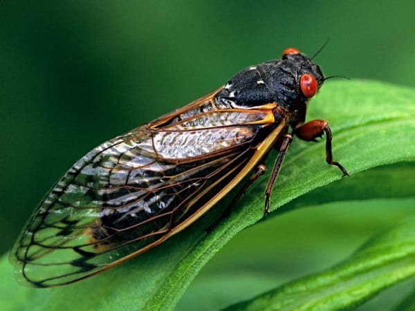 Con ve sầu số mấy? Giải mã con số liên quan đến ve sầu