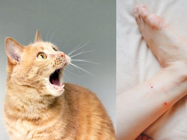 Mơ thấy mèo lạ cắn Mơ thấy mèo lạ cắn