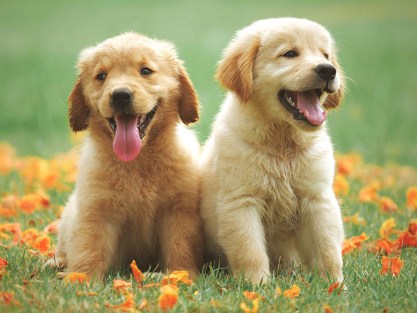 chó con số bao nhiêu