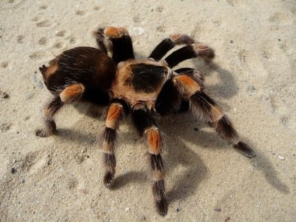 Con nhện số mấy theo quan niệm dân gian