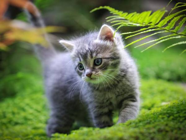 Con số may mắn ngày 1/6/2026 Thứ Hai của từng tuổi Mão